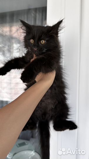 Черный котик в семью