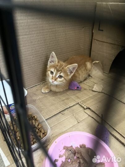 Котенок Рыжий ап