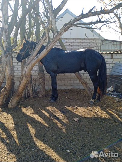 Продажа крс лошадей закупаем быков коров