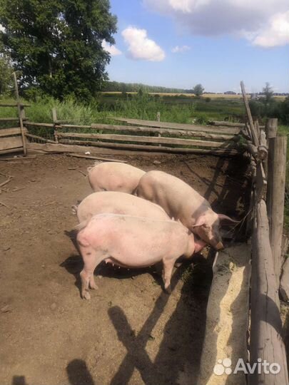 Мясо свинина домашняя без всякий химии