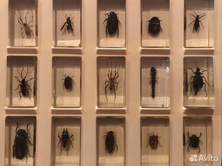 Насекомые в стекле коллекця