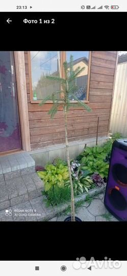 Ель инверса на штамбе