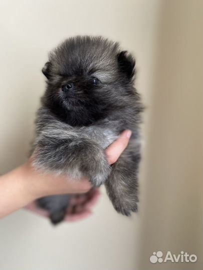 Померанский шпиц