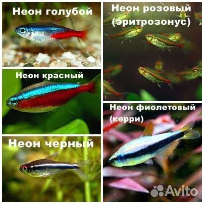 Аквариумные рыбки, рыбки в аквариум купить