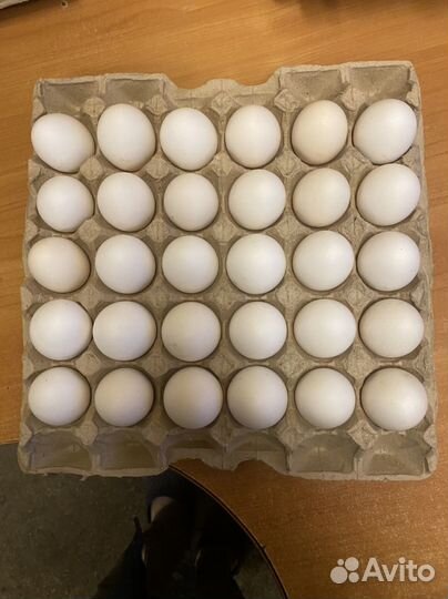 Инкубационное яйцо породы легорн