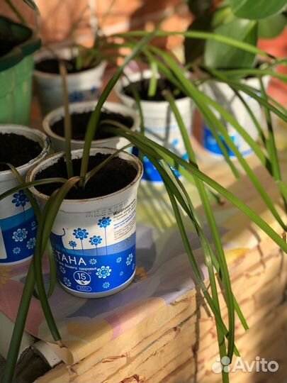 Зефирантес розовый домашнее растение