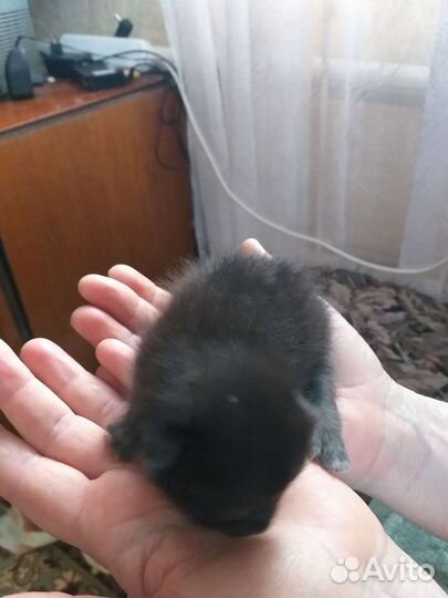 Котята в добрые руки бесплатно