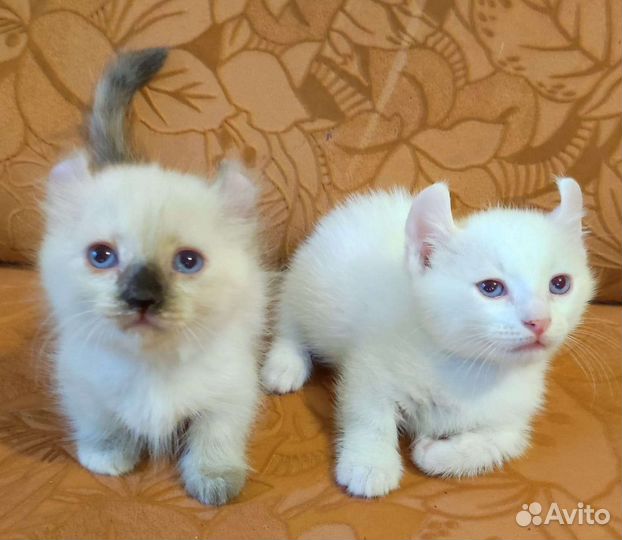 Котята :Кинкалоу, Бамбино, Эльф и Амер. Керл