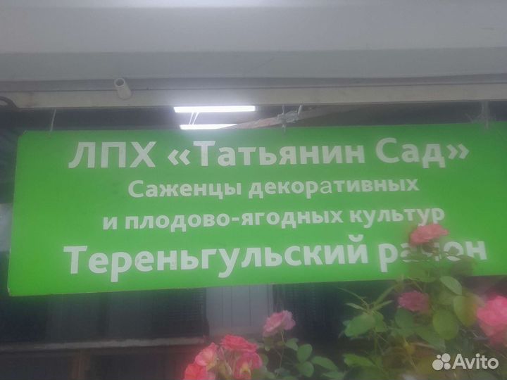 Гортензия Самарская лидия