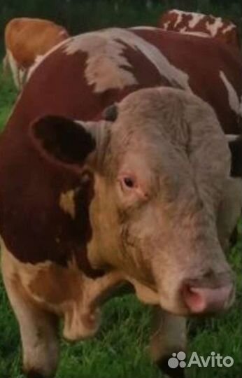 Быки герефорд