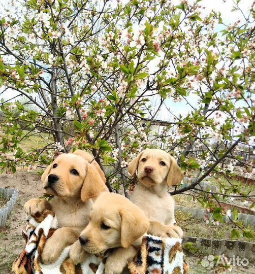 Щенки лабрадора