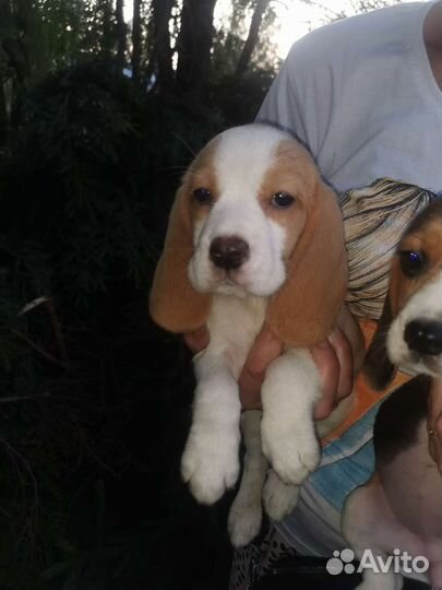 Щенки бигль