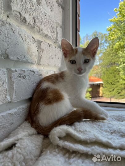 Рыжий с белым котенок