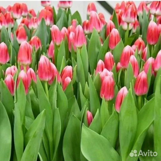 Тюльпаны к 8 марта