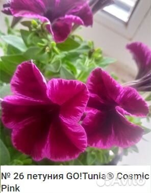 Вегетативная петуния (в наличии и под заказ)