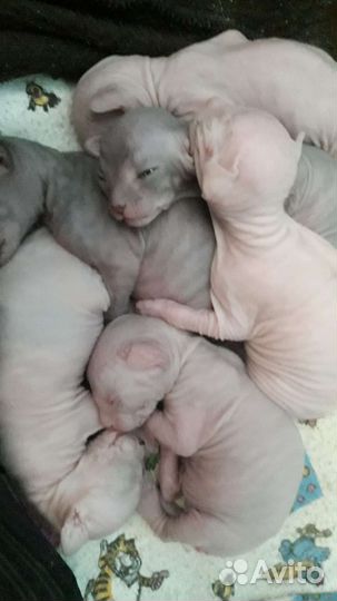 Донской сфинкс вязка