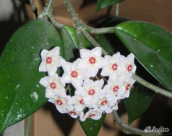 Комнатные растения