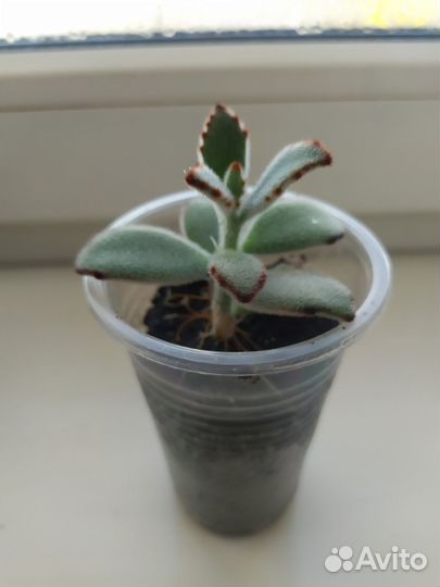 Садовые многолетники,кустарники,суккуленты