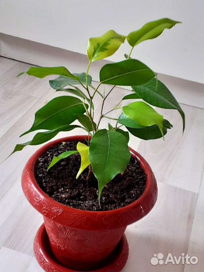 Фикус голден Моника