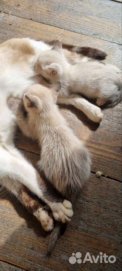 Кошка в дар