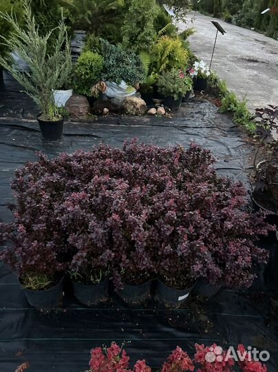 Декоративные растения