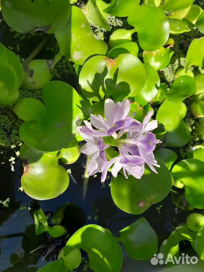 Орхидея дендробиум