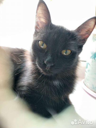 Спасённая красавица 6 мес