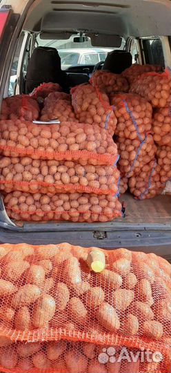 Продам картофель