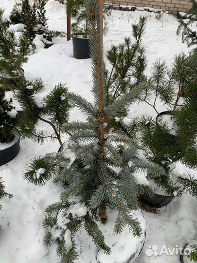 Ели голубые в горшках