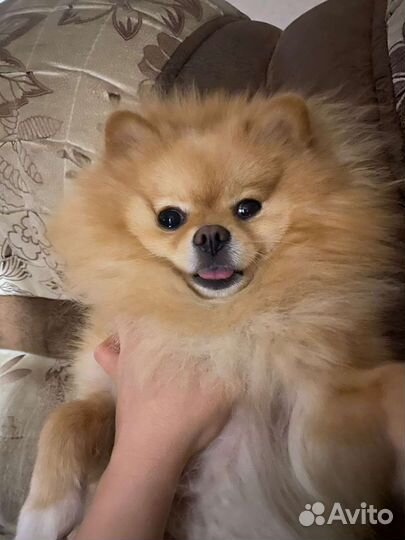 Щенки шпица