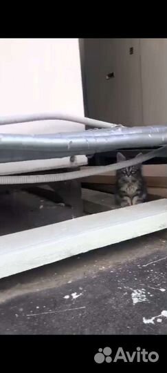 Кошка кот котёнок чёрный белый серый дымчатый бесп