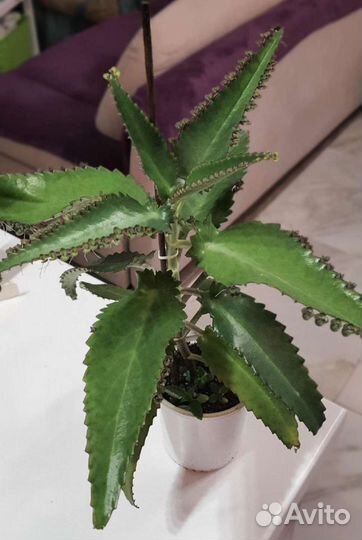 Каланхоэ лечебное