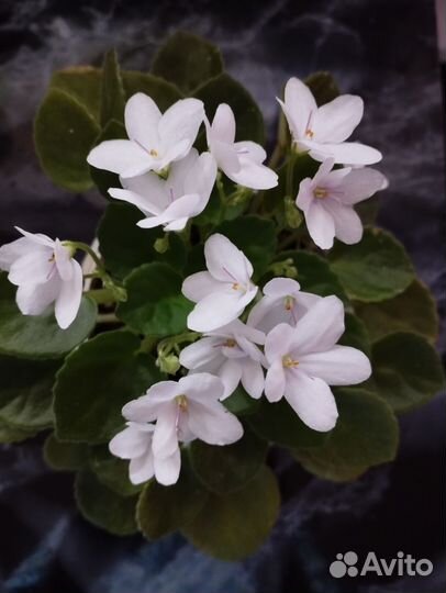 Фиалка трейлер