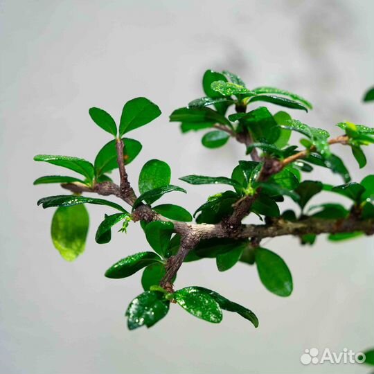 Дерево Бонсай - Кармона, цветущее дерево 15 лет