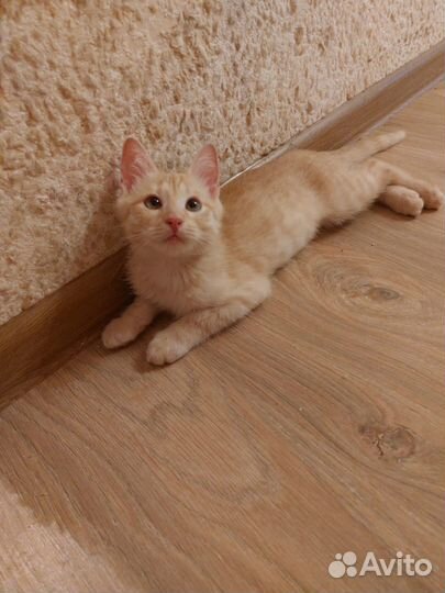 Котик в добрые руки бесплатно