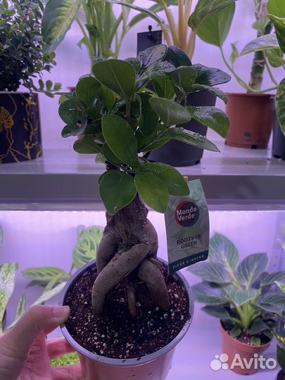 Фикус микрокарпа гинсенг