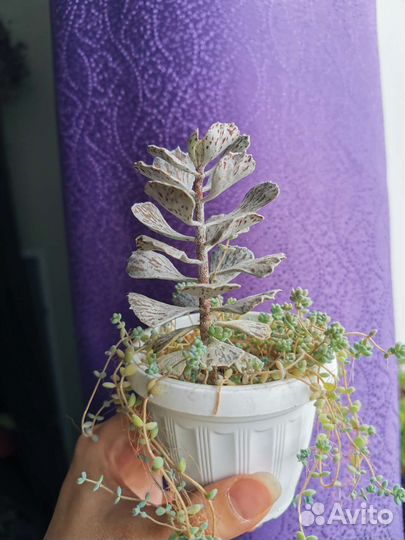 Суккуленты крассула, эчеверия, седум, аихризон