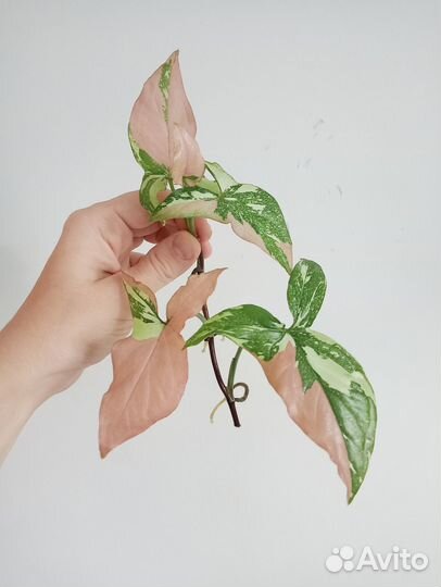 Сингониумы