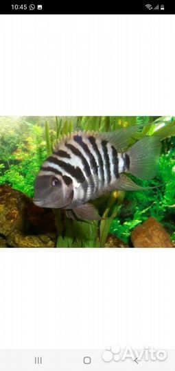 Аквариумные рыбки