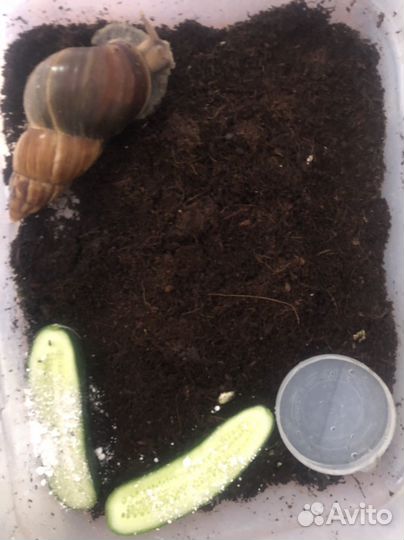 Отдам бесплатно улитку ахатин