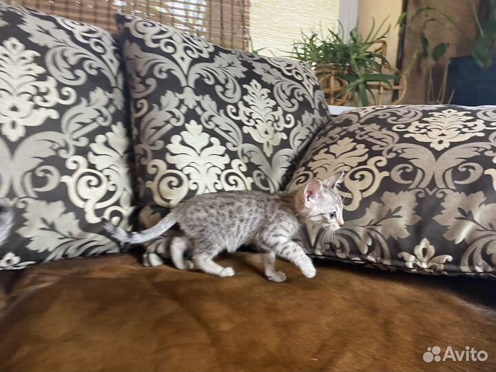 Египетская мау Адель