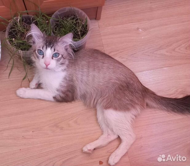 Котик с голубыми глазами