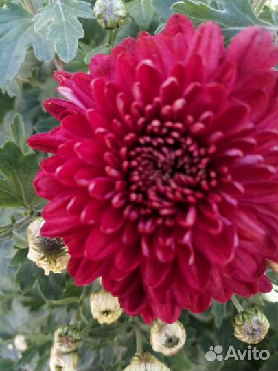 Хризантемы