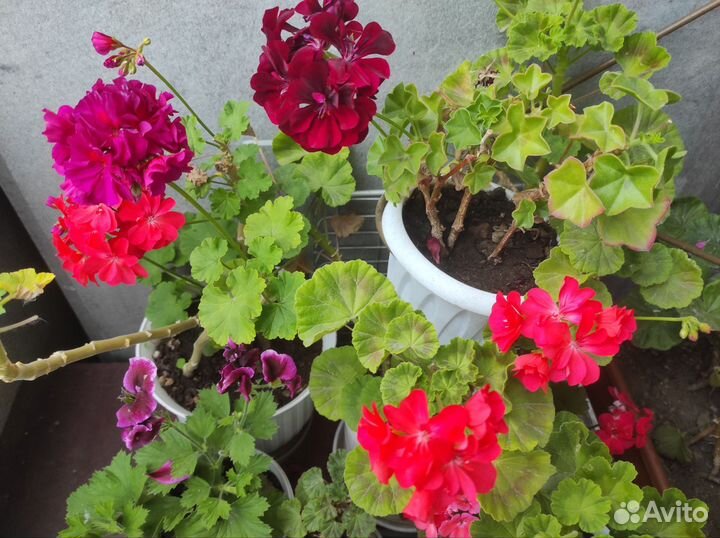 Пеларгония герань