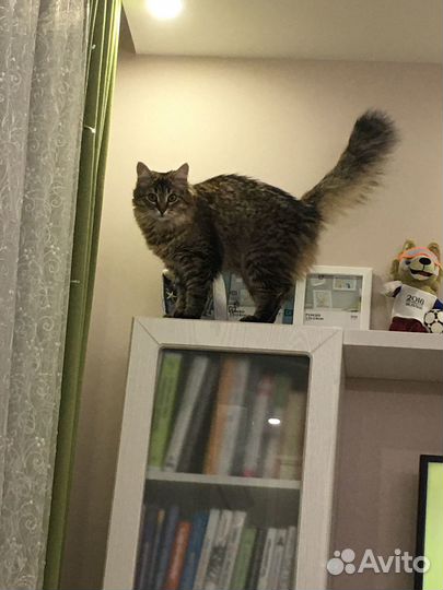 Кошечка в добрые руки