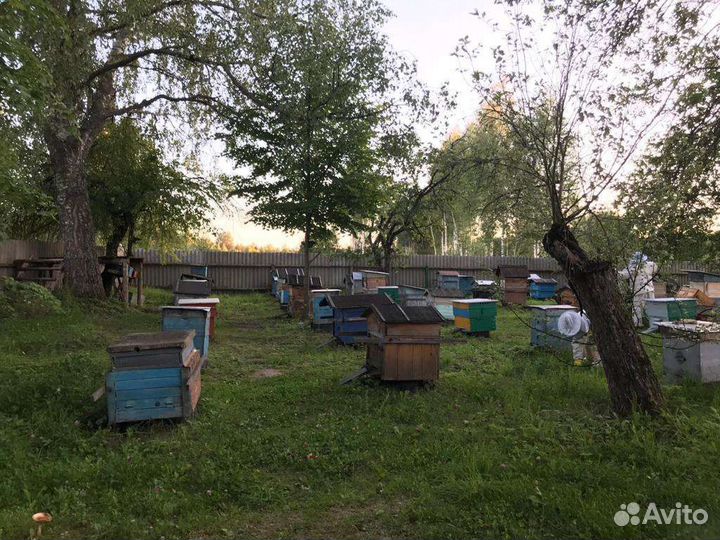 Продаются 10 ульев с пчелами многокорпусные