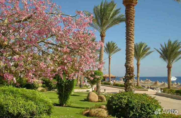 Турпутевка в Egypt 6 дн