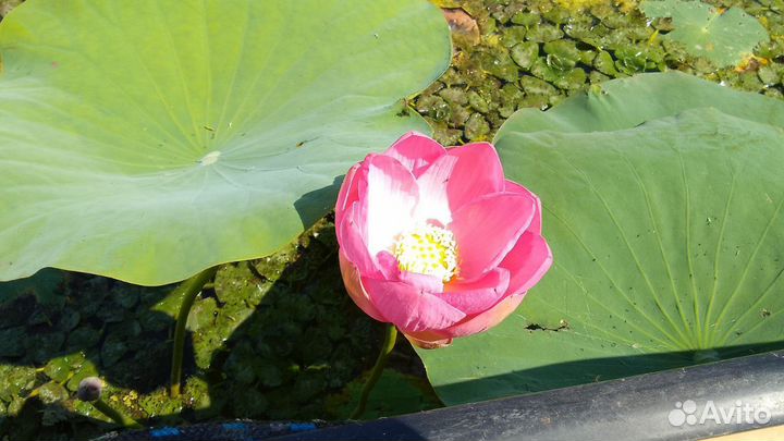 Экскурсии на лотосовые поля в Дельту Волги