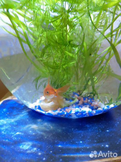 Золотая рыбка в круглом аквариуме