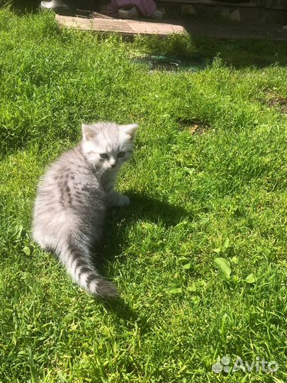 Британская кошечка